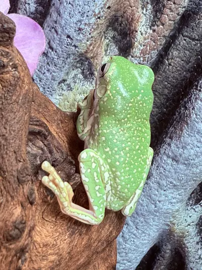 plant/White Tree Frog - Super Snowflake Male-0-thumbnail