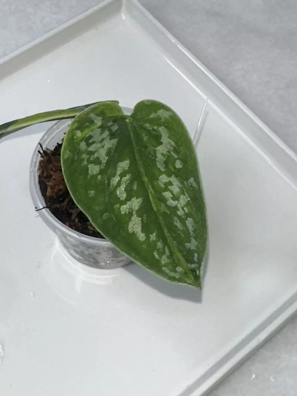 plant/0380 Scindapsus ‘Green Diamond’ - ⚠️Unrooted 2 nodes (Ships in moss & tree fern)-1