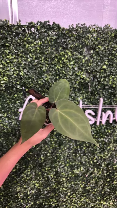 plant/0098 BVEP x BWM-0-thumbnail