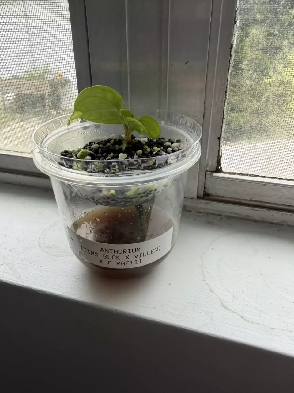 plant/anthurium (Tim’s black x vill) x forgetti-1