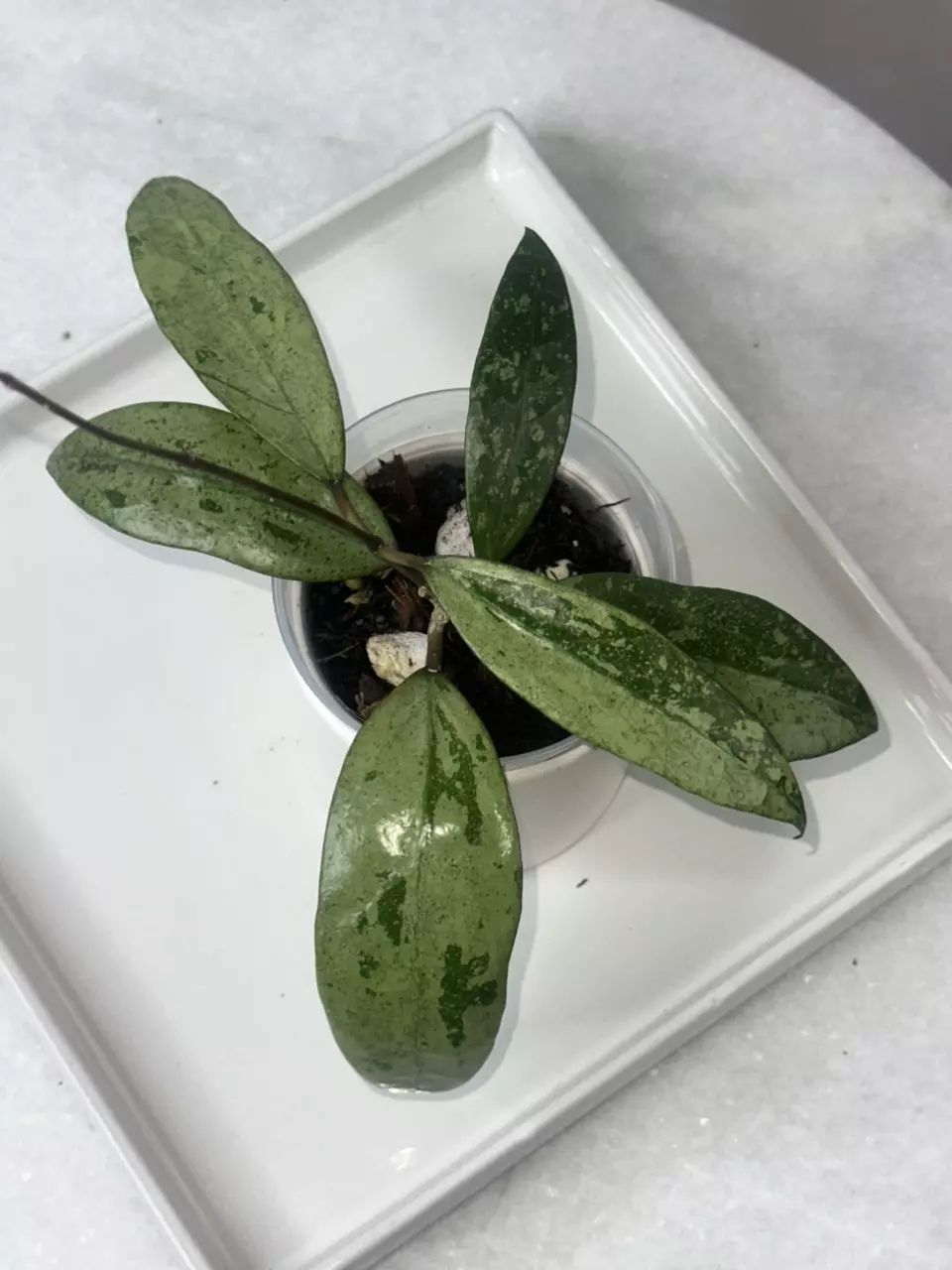 plant/Hoya verticillata PMP 171 - 3 inch pot-0