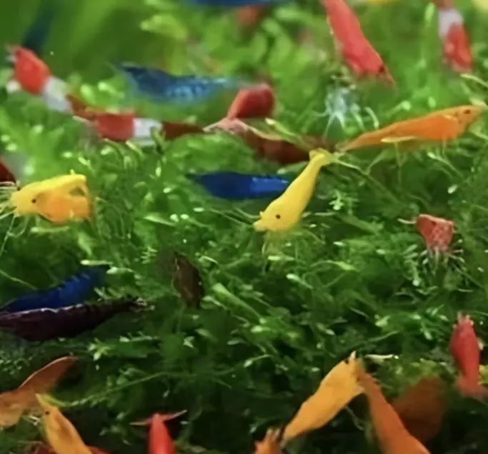 plant/CHEAP MIXED COLORS CULL STARTER Neo/Cherry Shrimp x 3-0