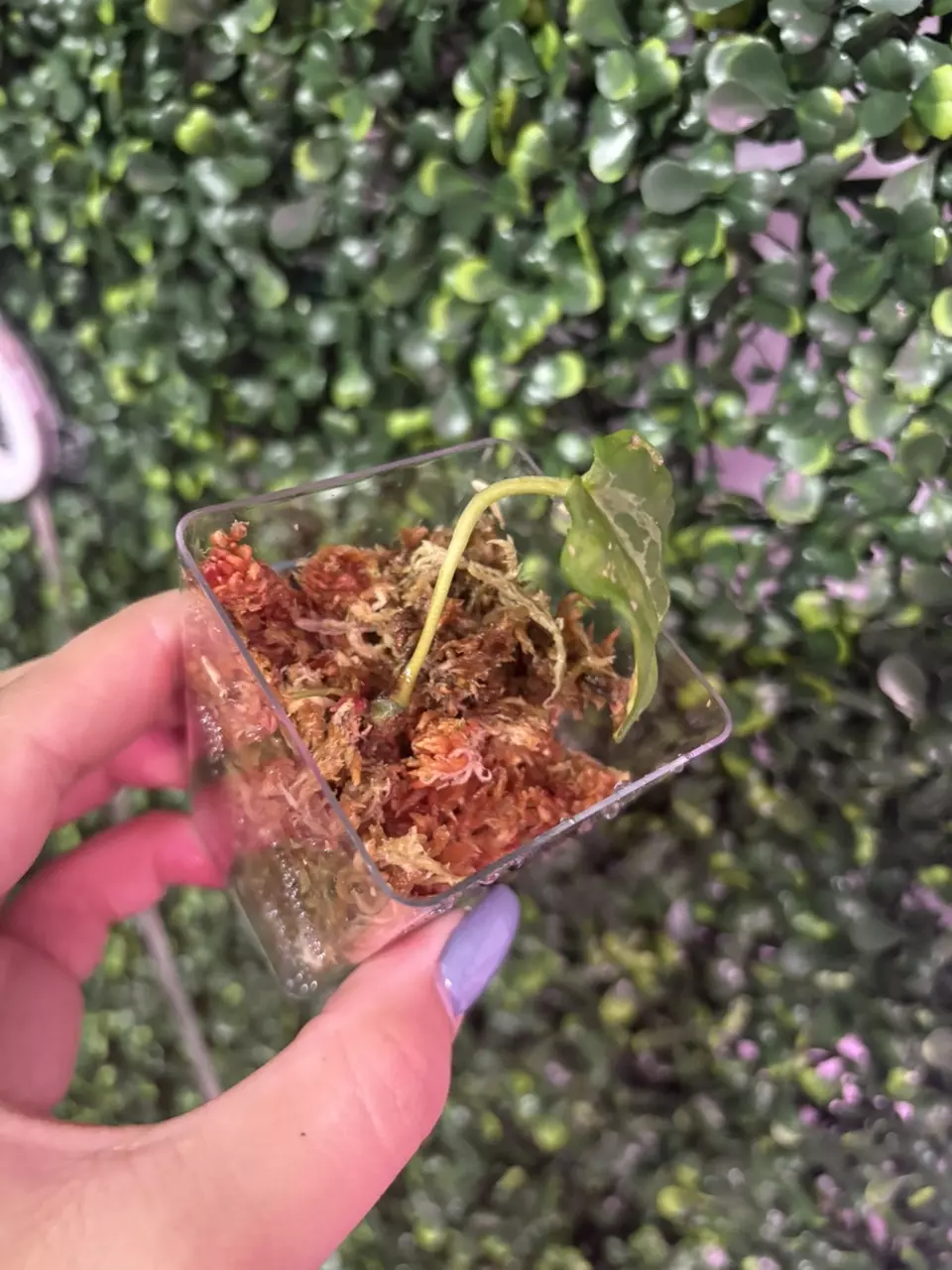 plant/0027 MICRO Prop Blister Carla Port (Scott)-0