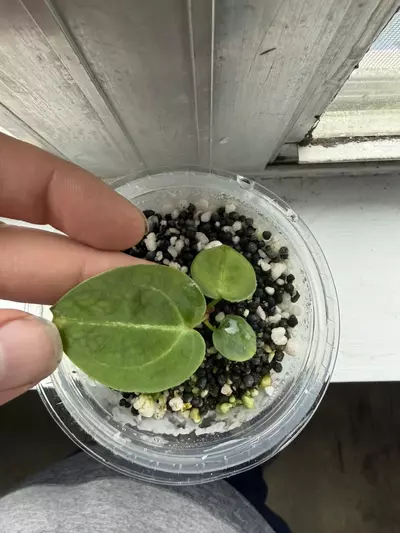 plant/anthurium (Tim’s black x vill) x forgetti-0-thumbnail