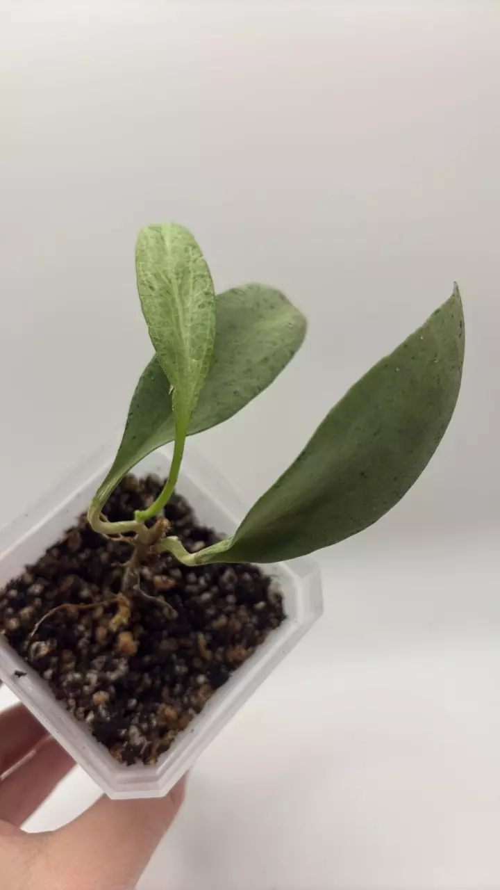 plant/300 Hoya nicholsoniae New Guinea Ghost-0