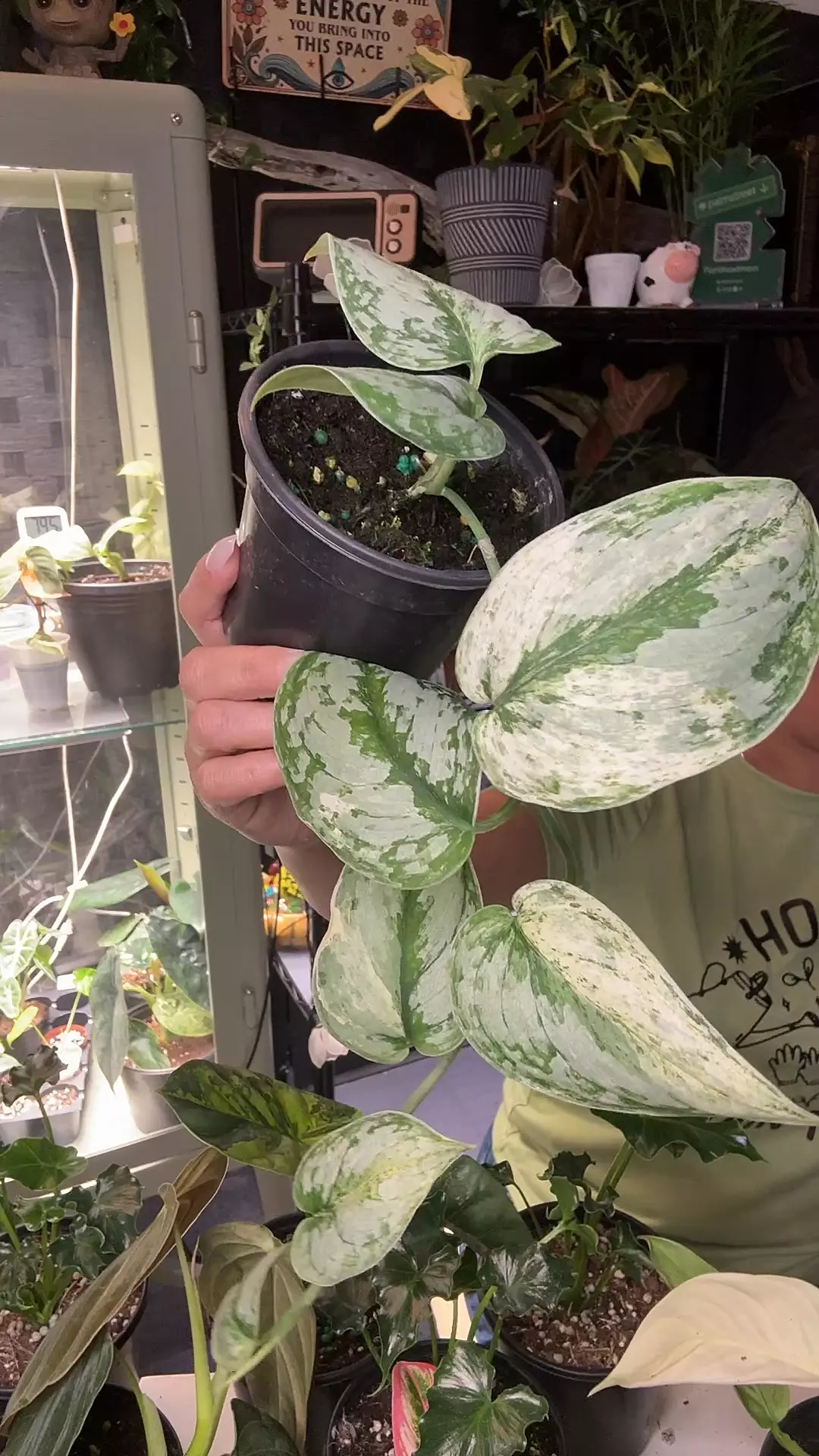 plant/Syn Silver Knight 4”-0