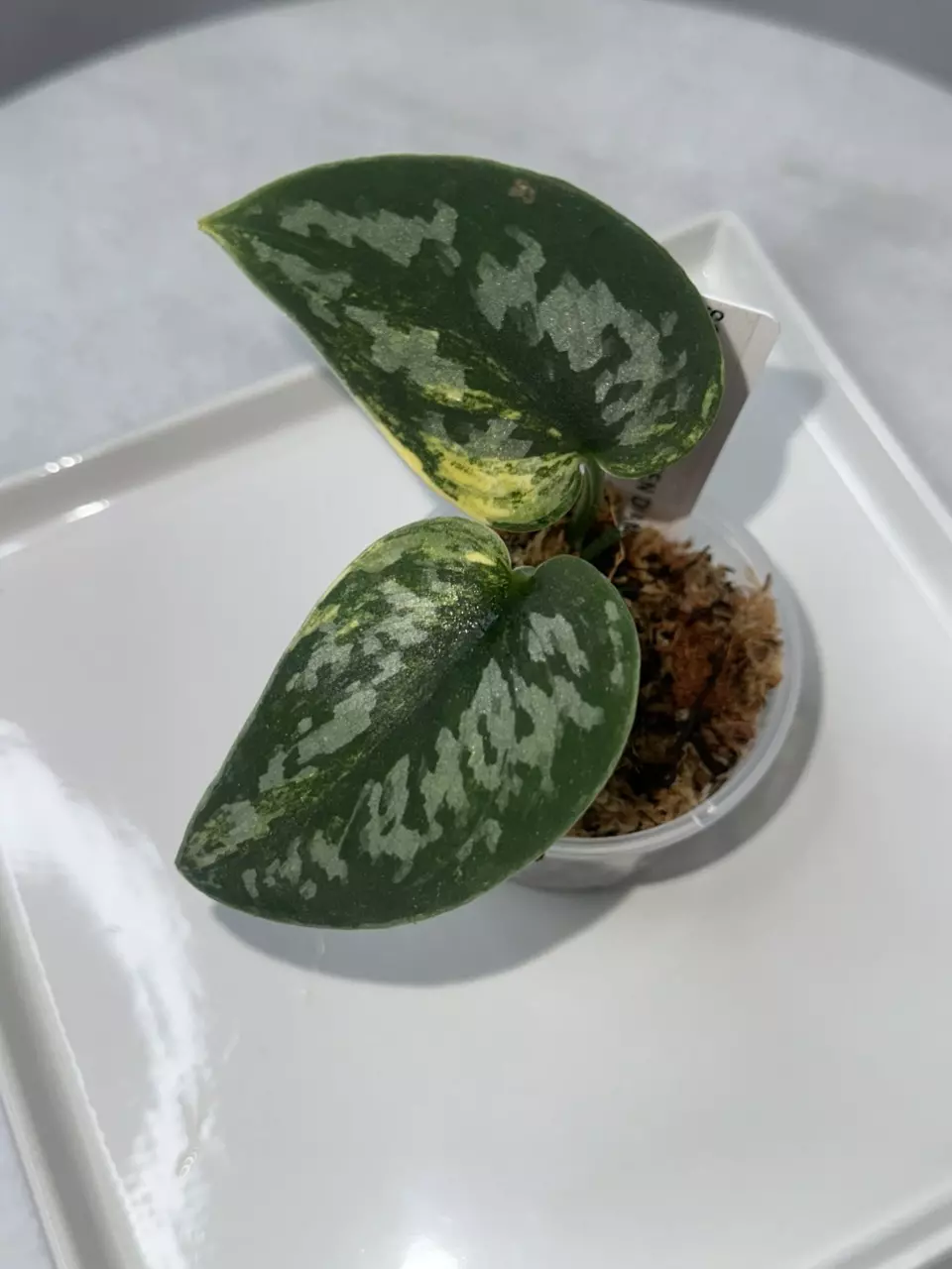 plant/0385 Scindapsus ‘Green Diamond’ - ⚠️Unrooted (Ships in moss & tree fern fiber)-0