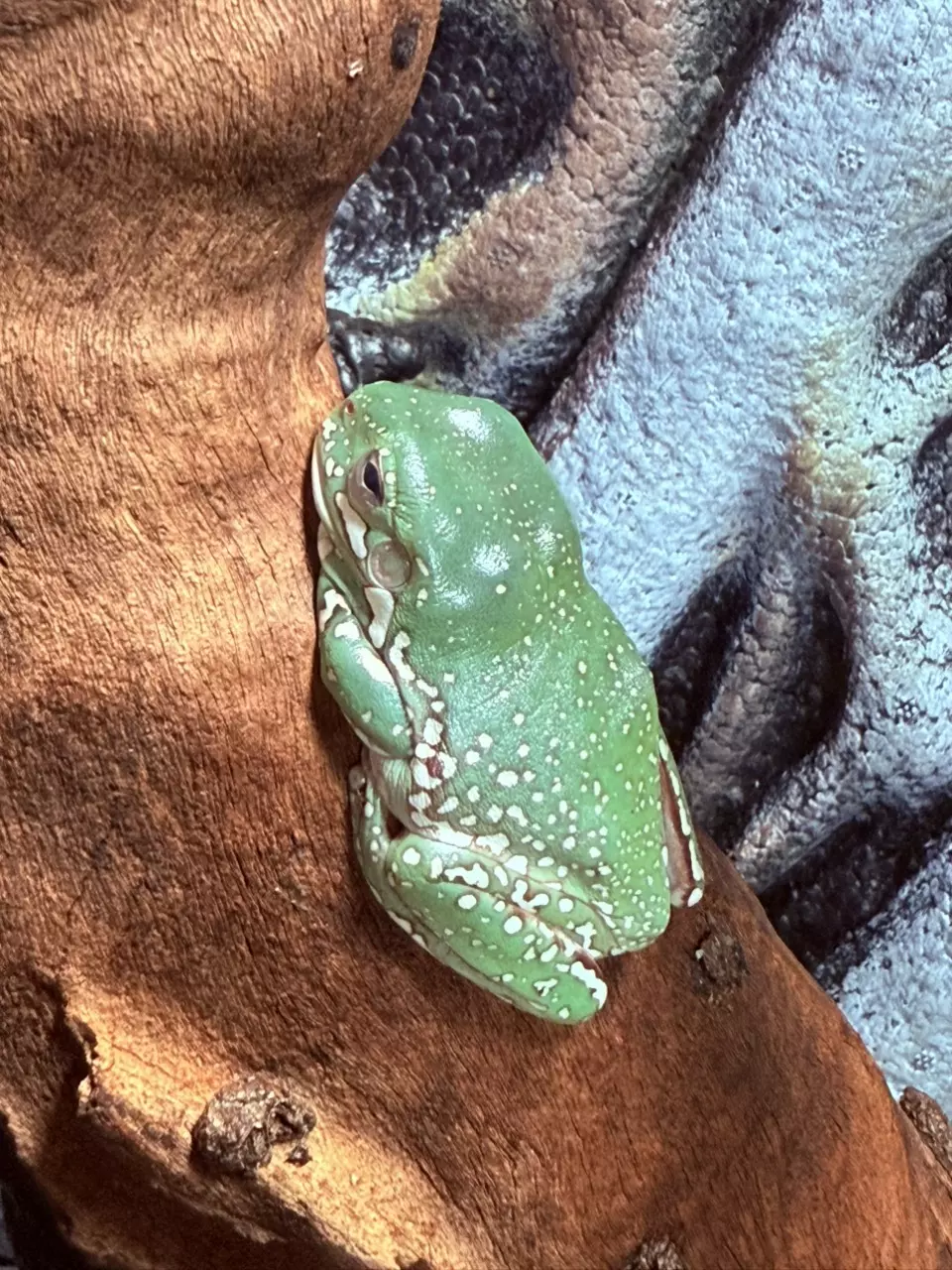 plant/White Tree Frog -Super Snowflake female-0