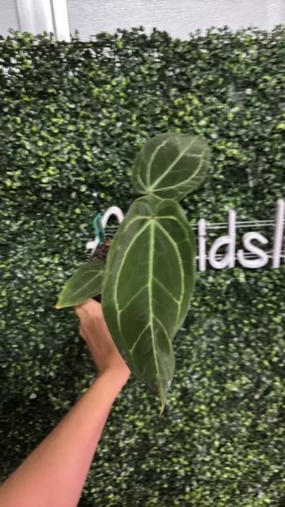 plant/0093 ding and dent Very Dark Mag x 10A ZM F3-0-thumbnail