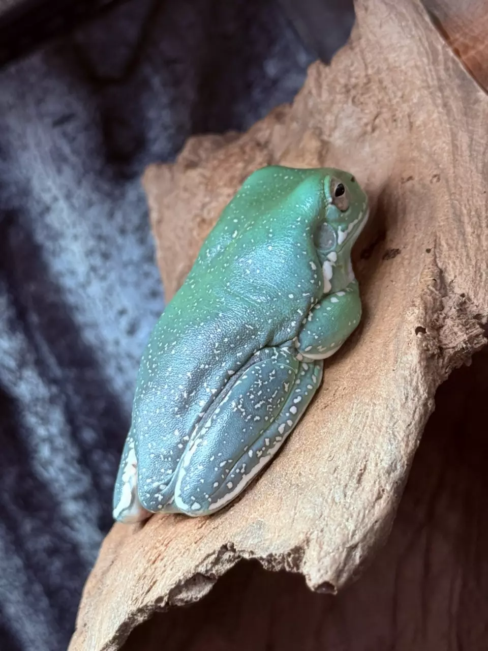 plant/White Tree Frog -Blue phase Super Snowflake female-1