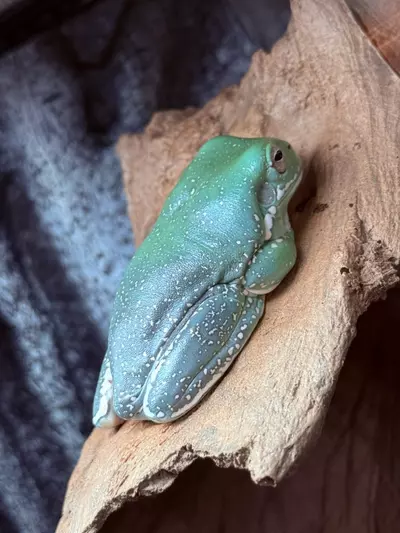 plant/White Tree Frog -Blue phase Super Snowflake female-1-thumbnail