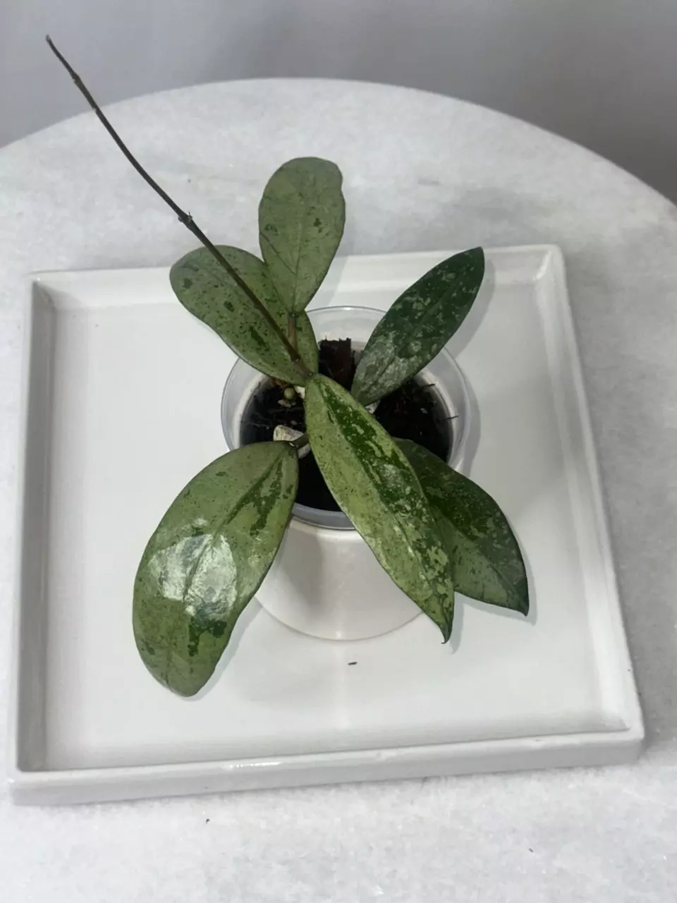 plant/Hoya verticillata PMP 171 - 3 inch pot-1