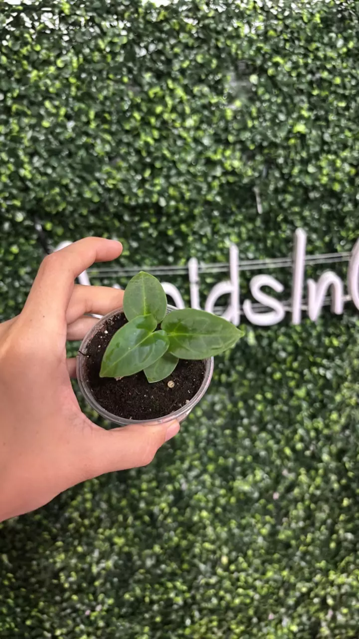 plant/1418 (Reepap x LLB ) x (Carla x BVEP)-0