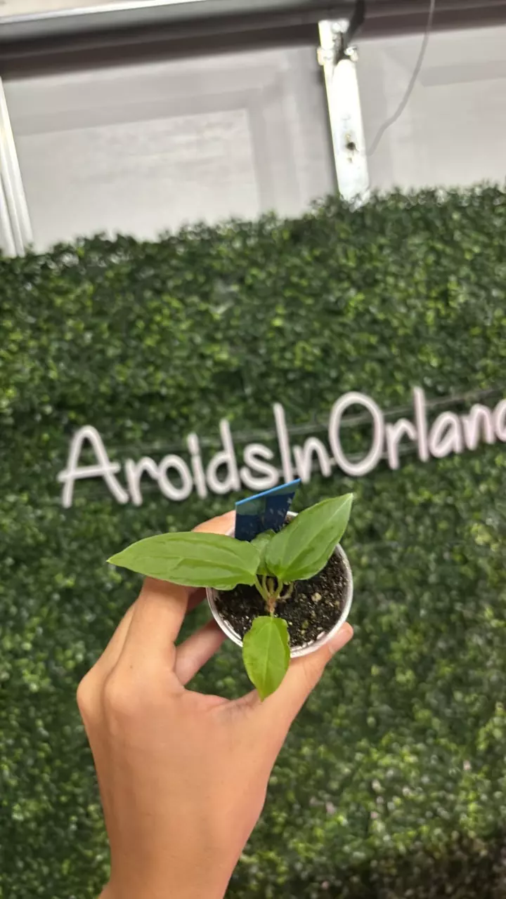 plant/1641 (BVEP x dress) x ( Pap x AOS DF)-0