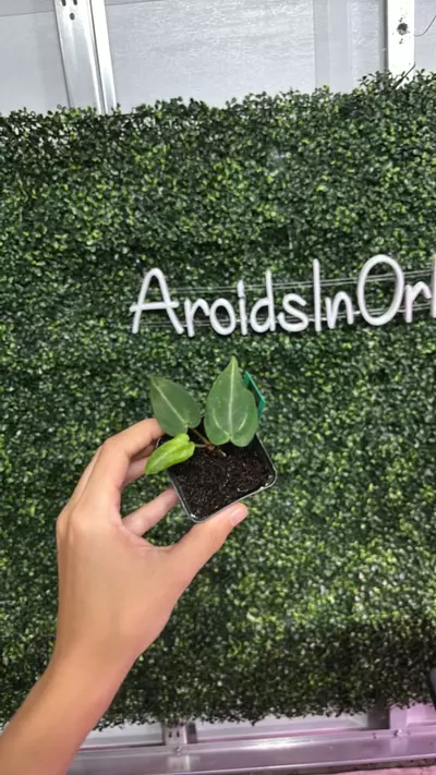 plant/0118 2A ZM F3 x BWM-0-thumbnail