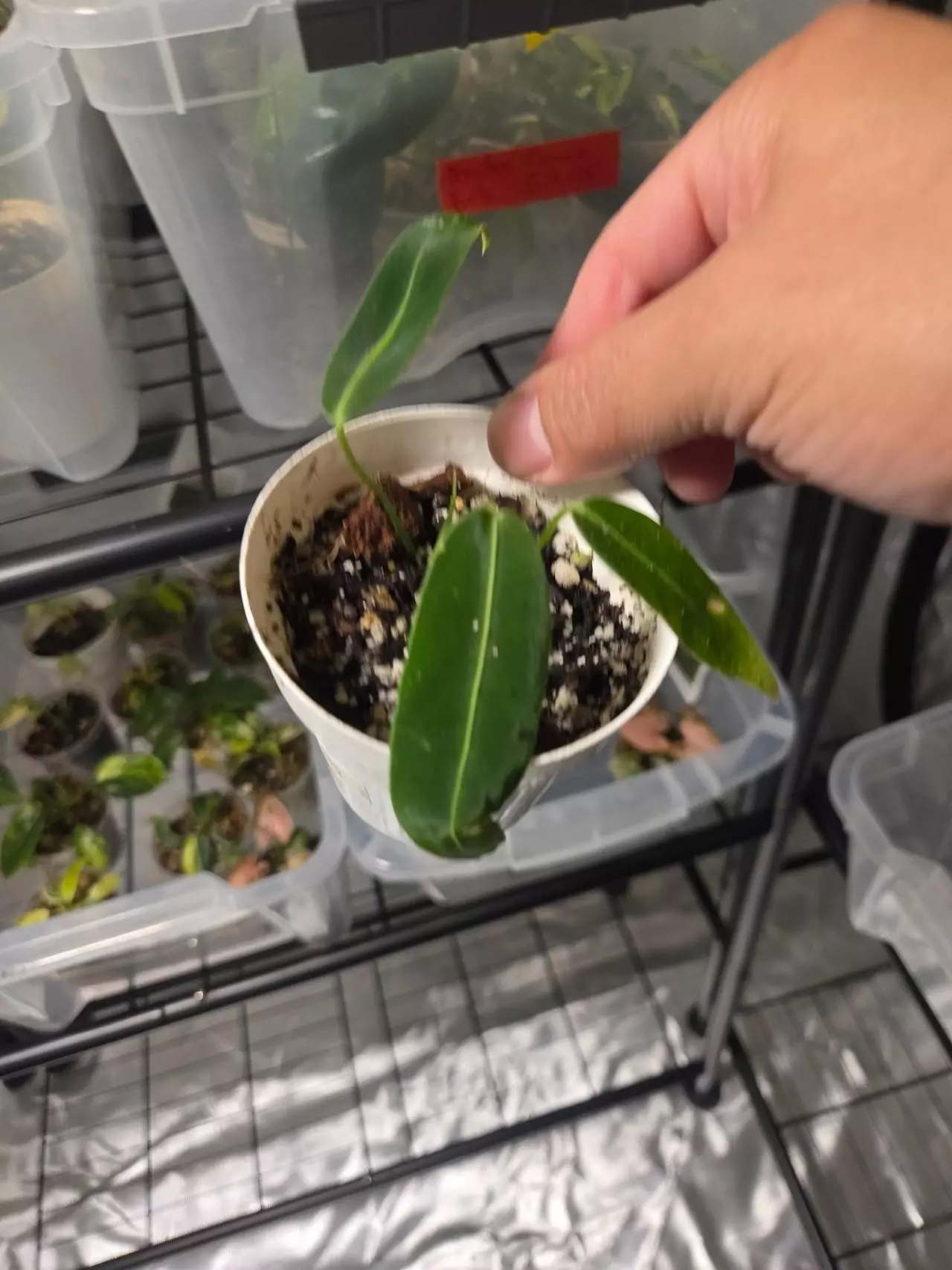 plant/C045 Philodendron Green Congo+Anthurium Warocqueanum Bundle-5