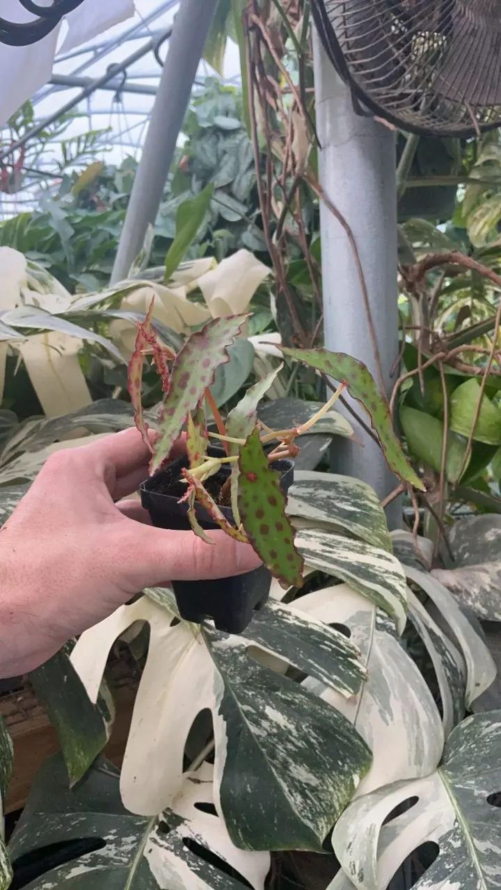 plant/PS-5327 Begonia amphioxus-0