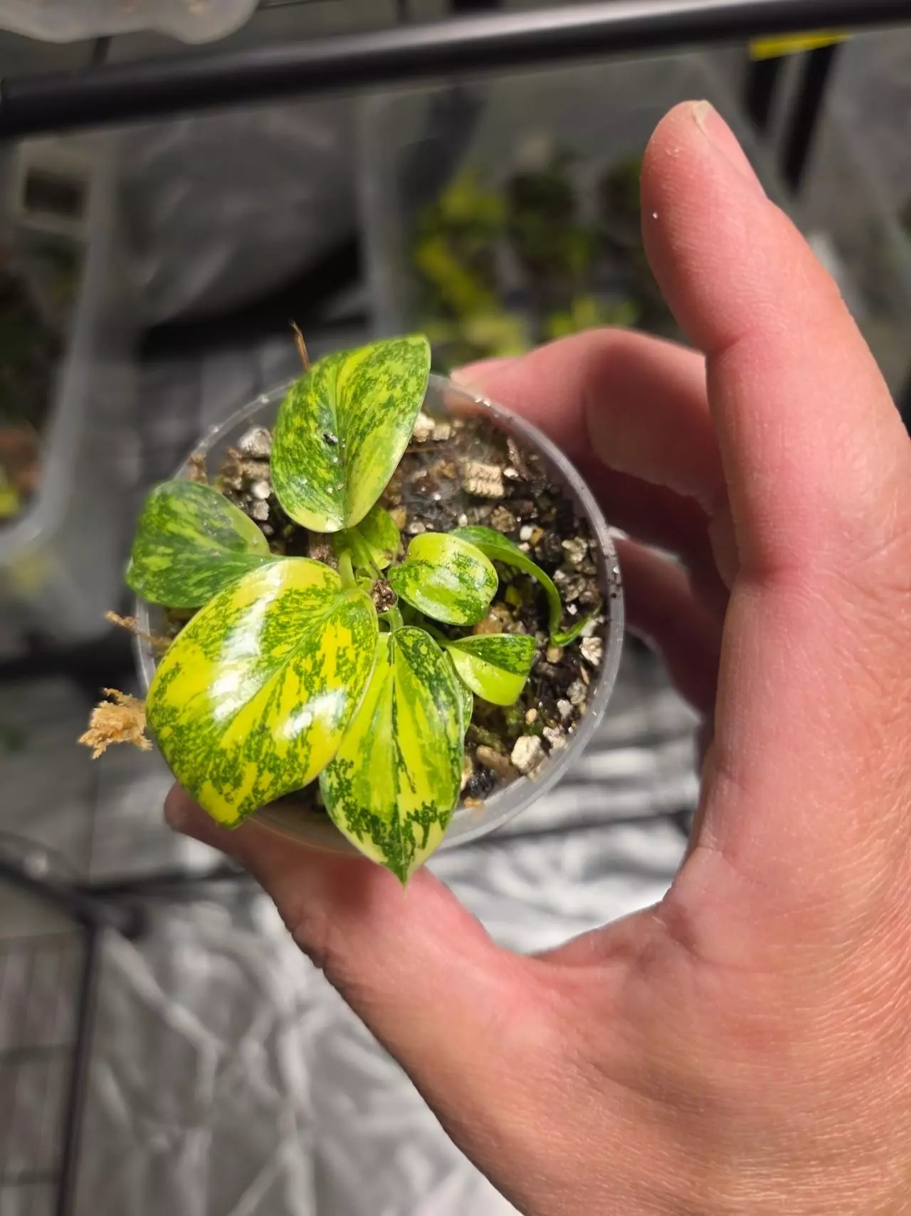 plant/C044 Philodendron Green Congo Variegated-2