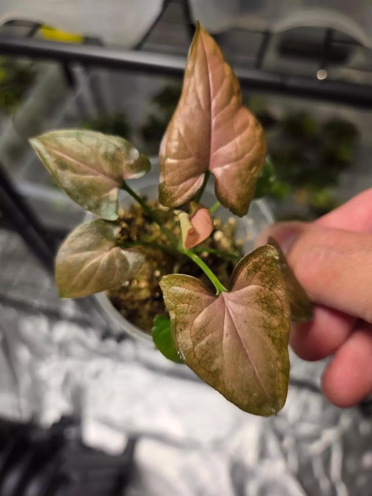 plant/C046 Syngonium Tricolor+Alocasia Longiloba reverted Bundle-0
