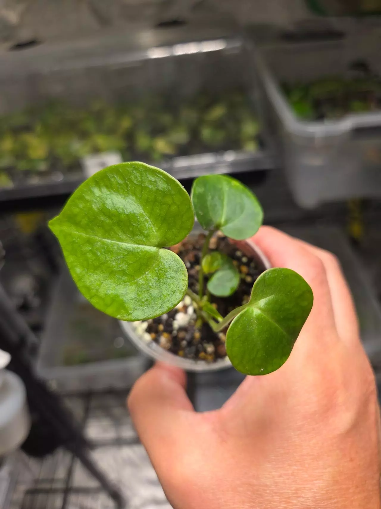 plant/A13 Anthurium Crystallinum Starter plant 2pcs-3