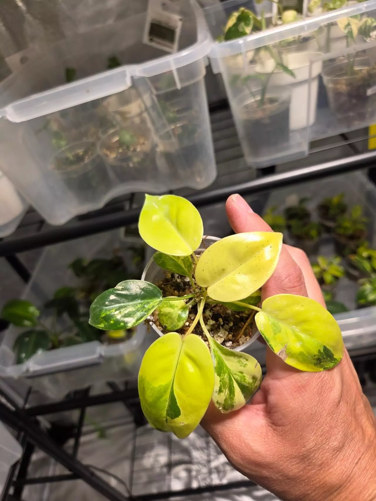 plant/C035 Philodendron Burlemarx Variegated+Philodendron Green Congo Variegated Bundle-1