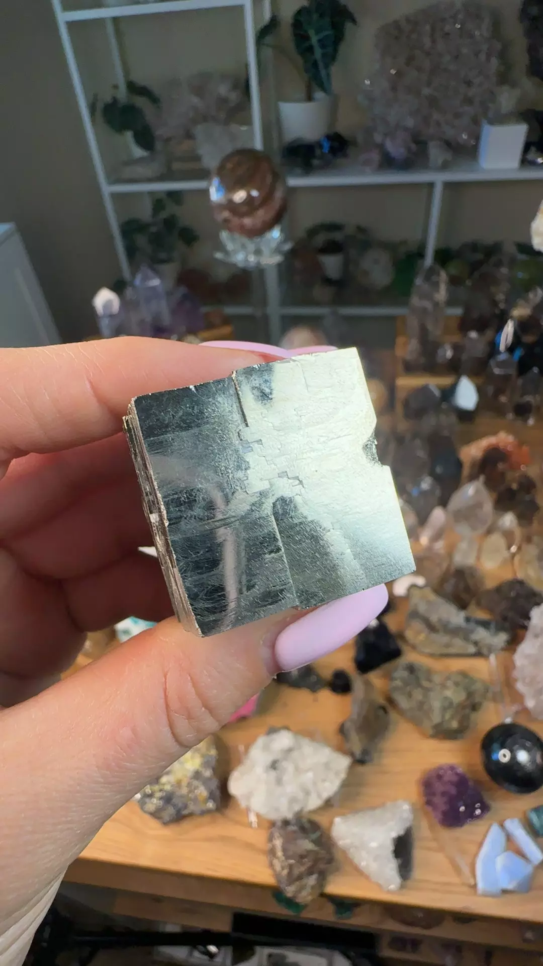plant/Spanish pyrite-0
