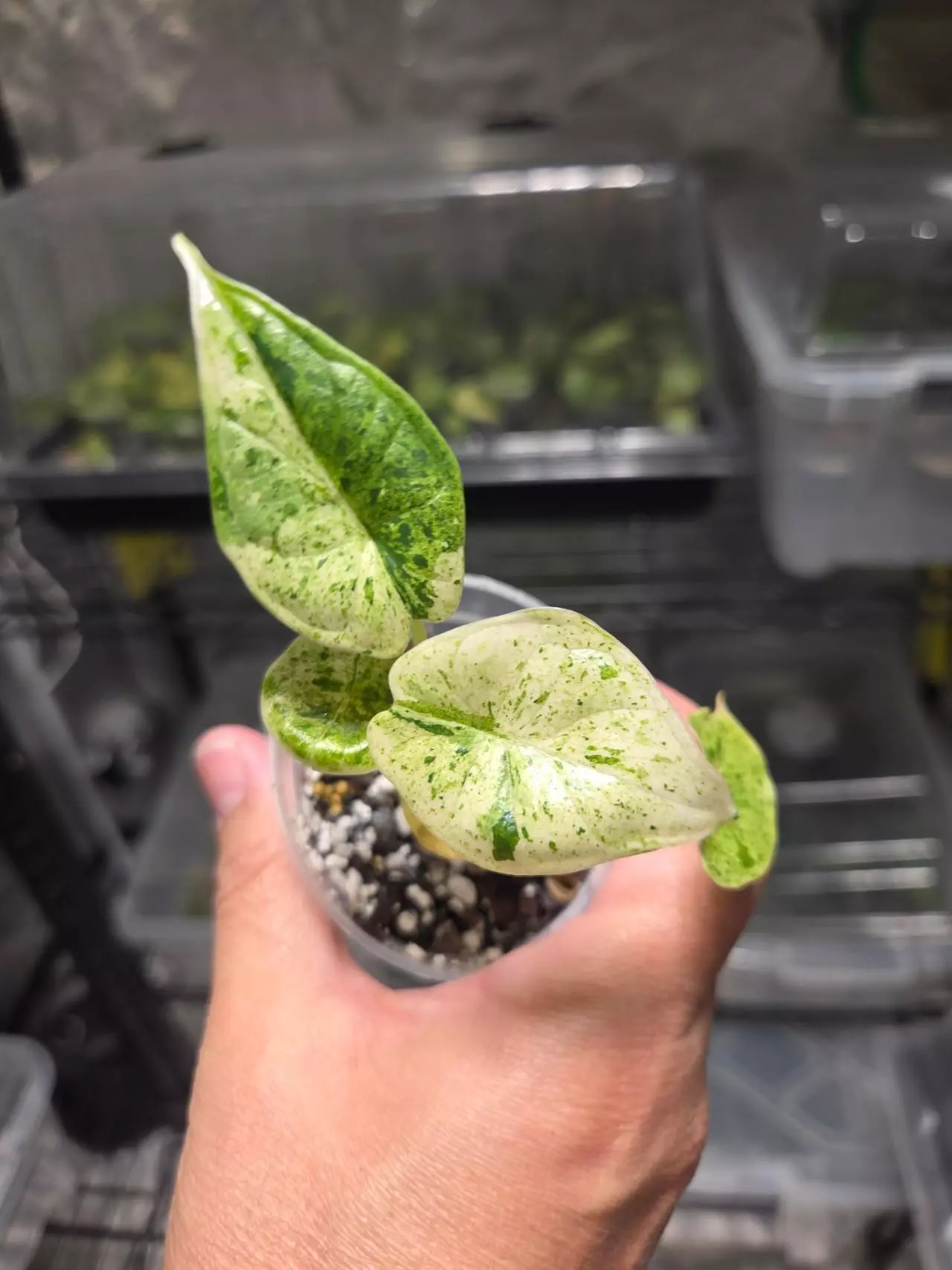 plant/C015 Alocasia Dragon Scale Mint Variegated-2
