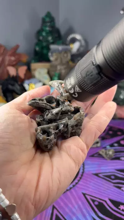 plant/Yoop Bird Skull-0-thumbnail