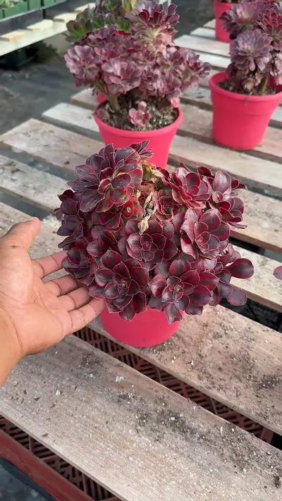 plant/large channel aeonium-0-thumbnail