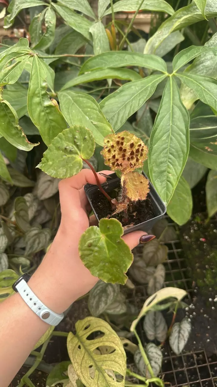 plant/PS-5378 Begonia ferox-0