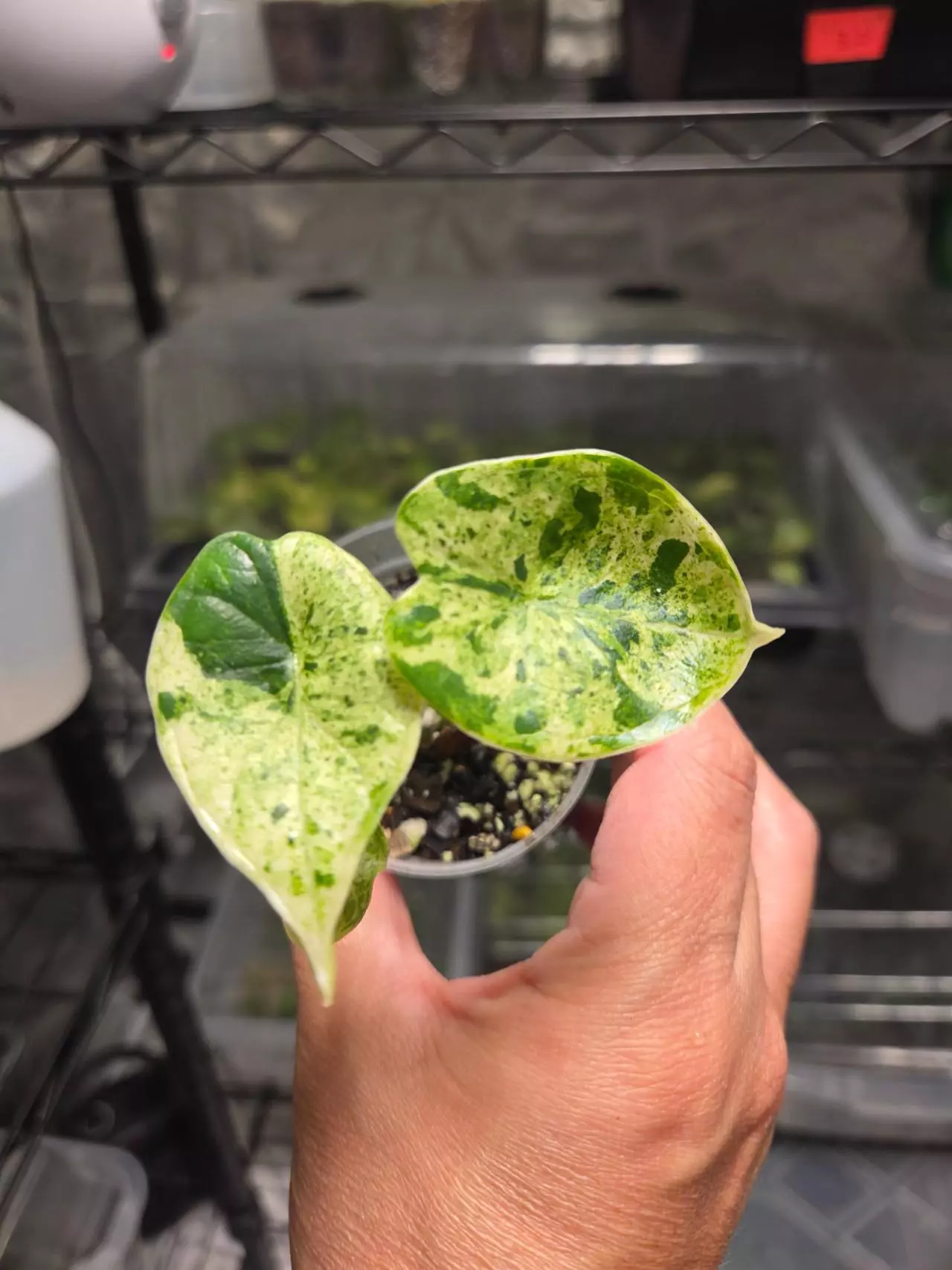 plant/C015 Alocasia Dragon Scale Mint Variegated-0