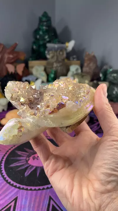 plant/Auracoated Turtle-0-thumbnail