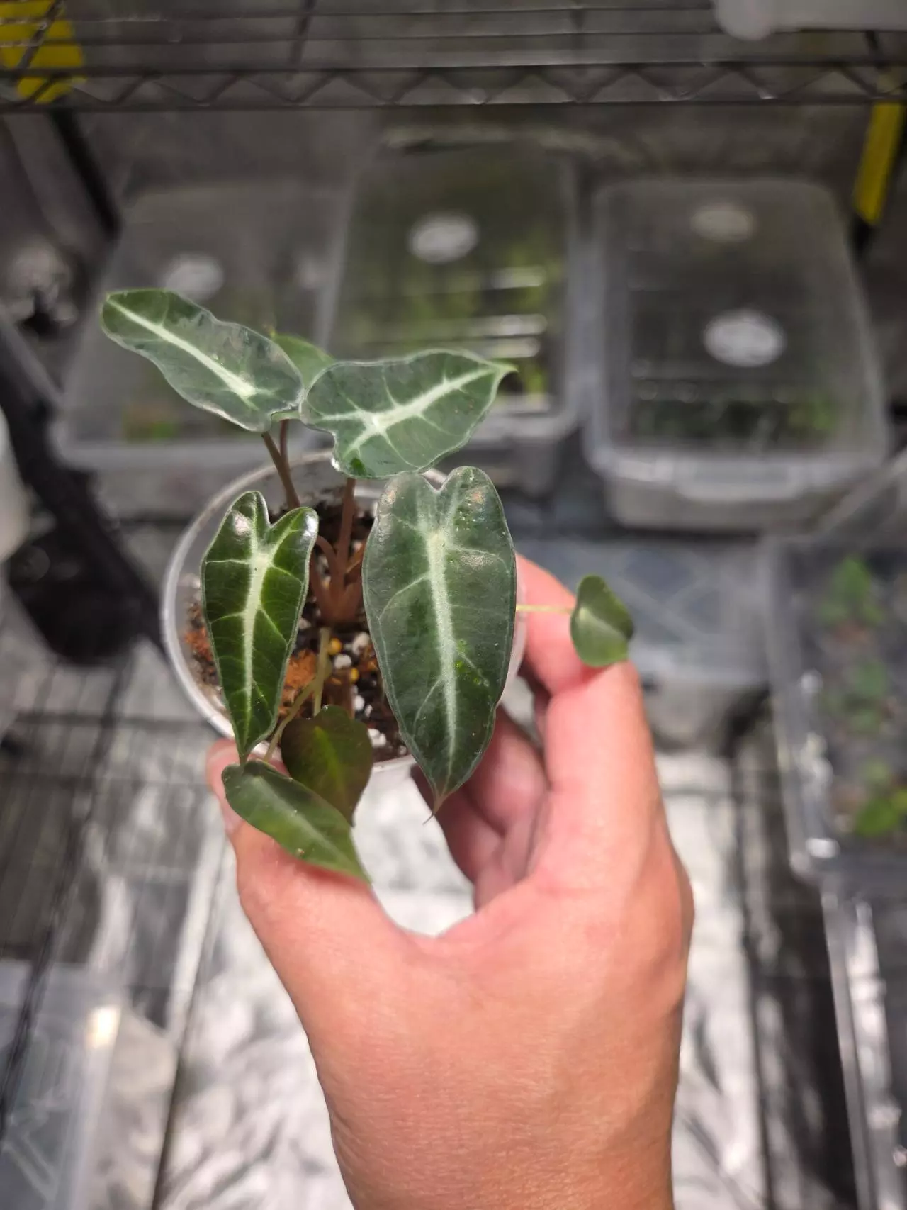 plant/C024 Alocasia Bambino Aurea reverted Bundle 3pcs-1