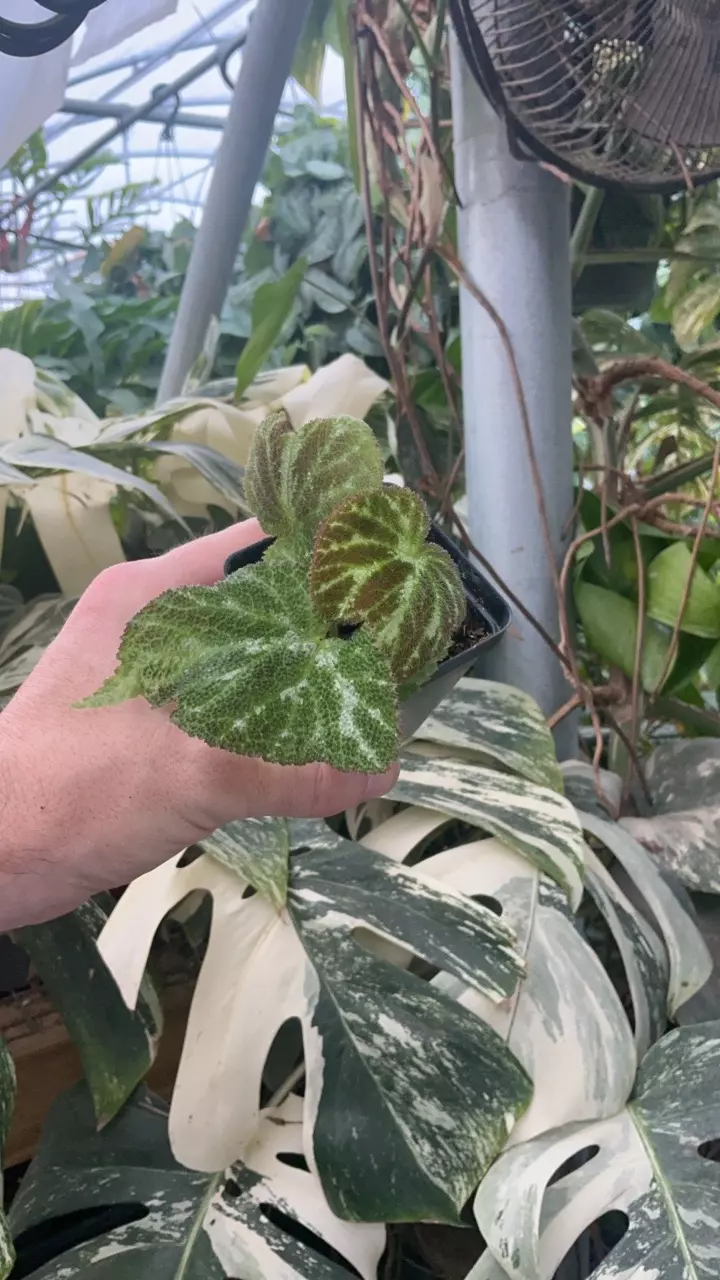 plant/PS-5319 Begonia aff. ‘Emerald Jewel’-0