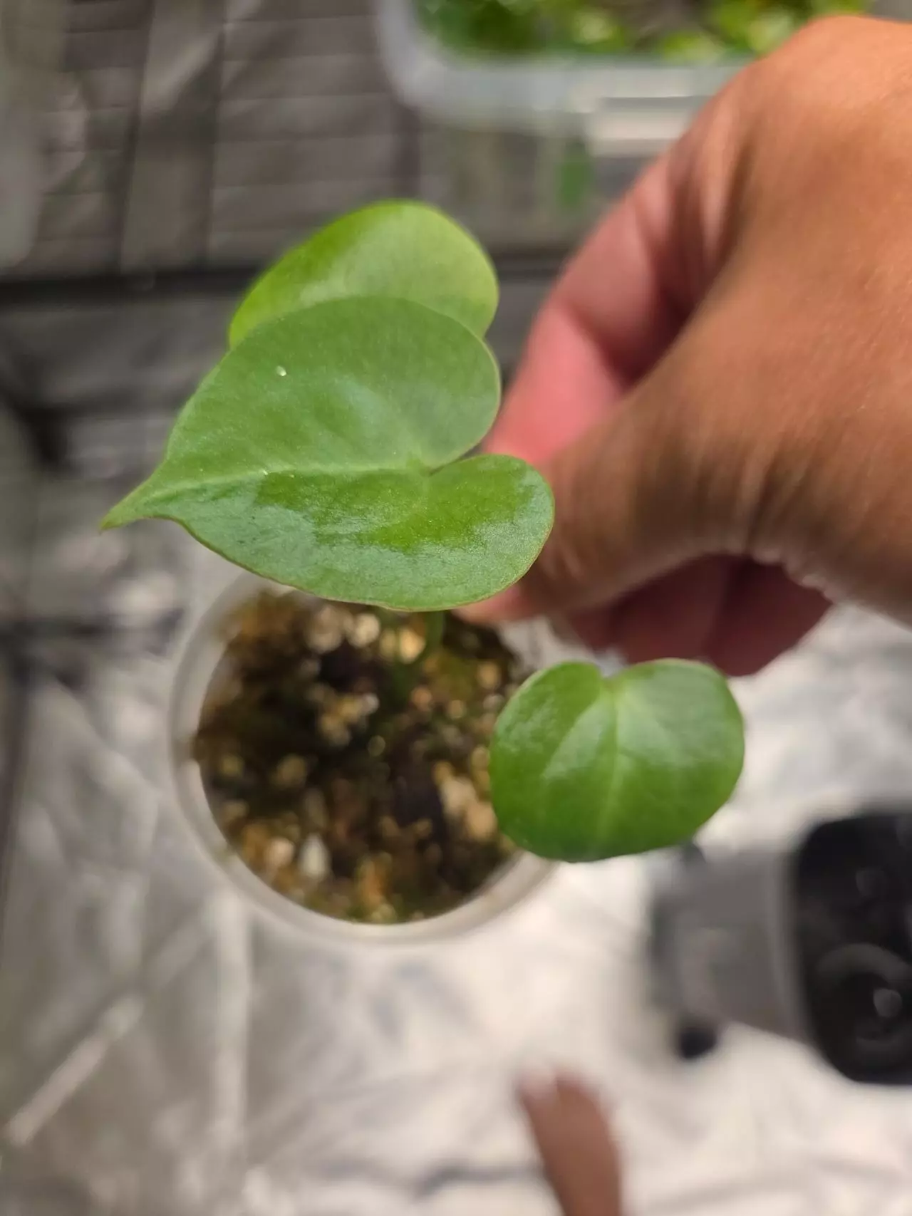 plant/A13 Anthurium Crystallinum Starter plant 2pcs-1