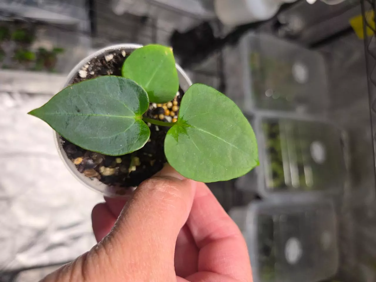 plant/A10 Anthurium (Dark Phoenix × Dark Crystalline) Starter plant-2