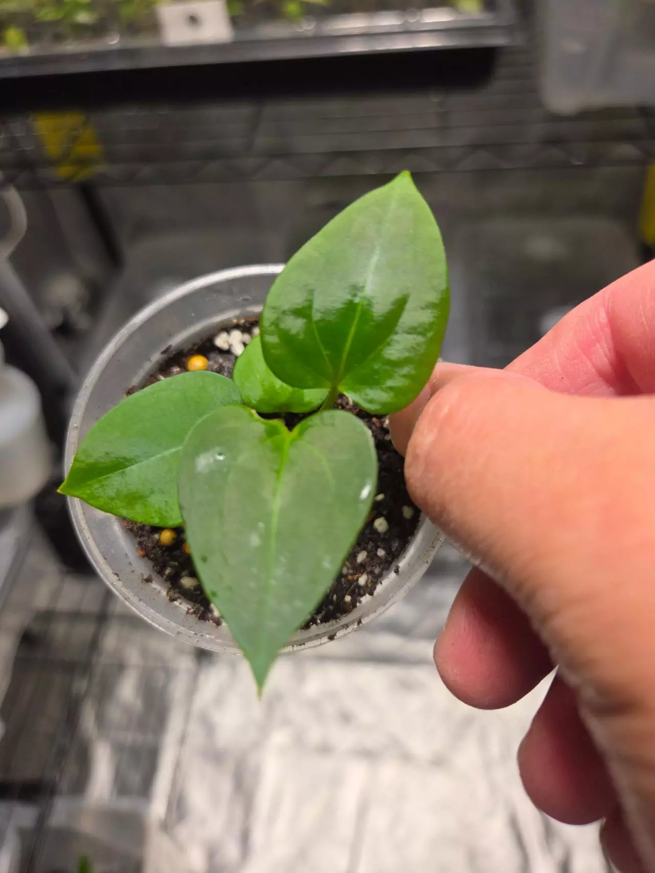plant/A10 Anthurium (Dark Phoenix × Dark Crystalline) Starter plant-0