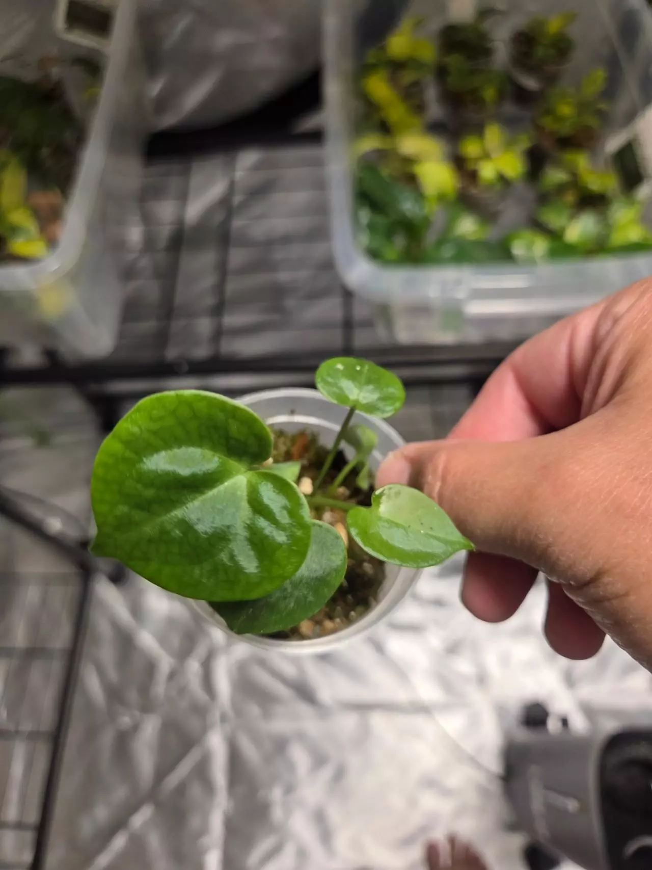 plant/C050 Syngonium Tricolor+Anthurium Crystallinum Bundle-4