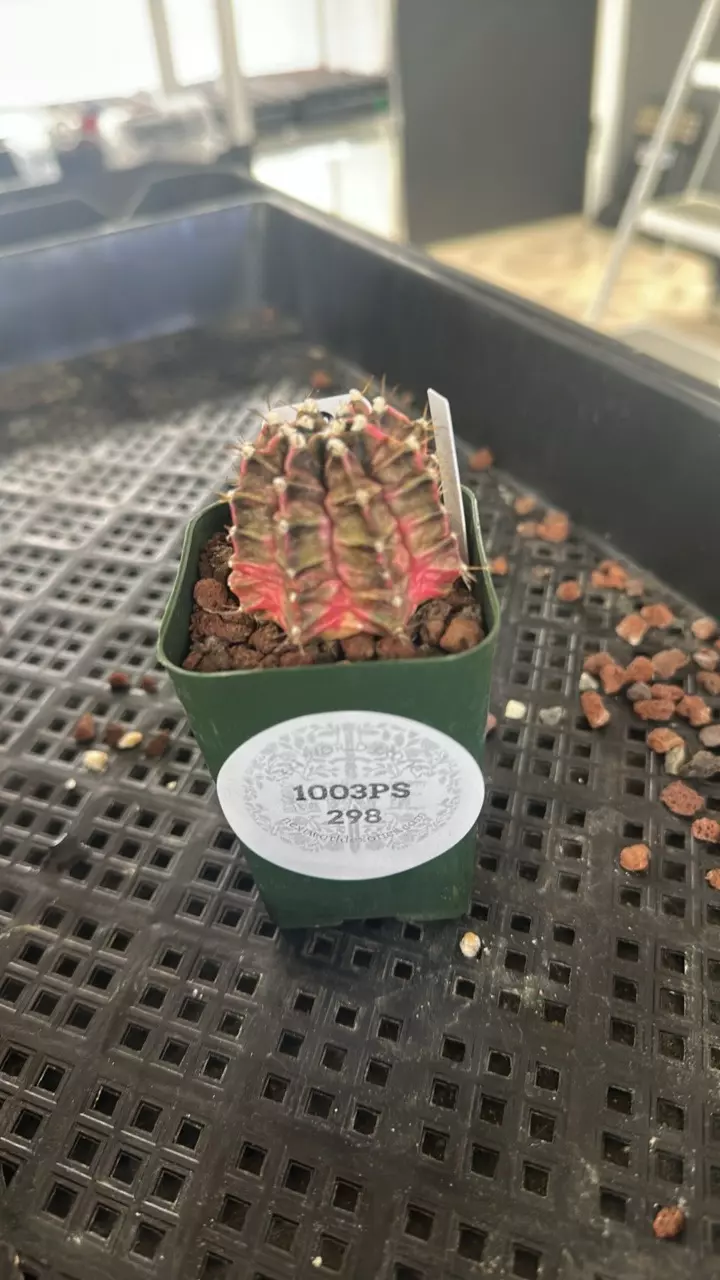 plant/1003PS298 Gymnocalycium mihanovichii PINK PANTHER-0
