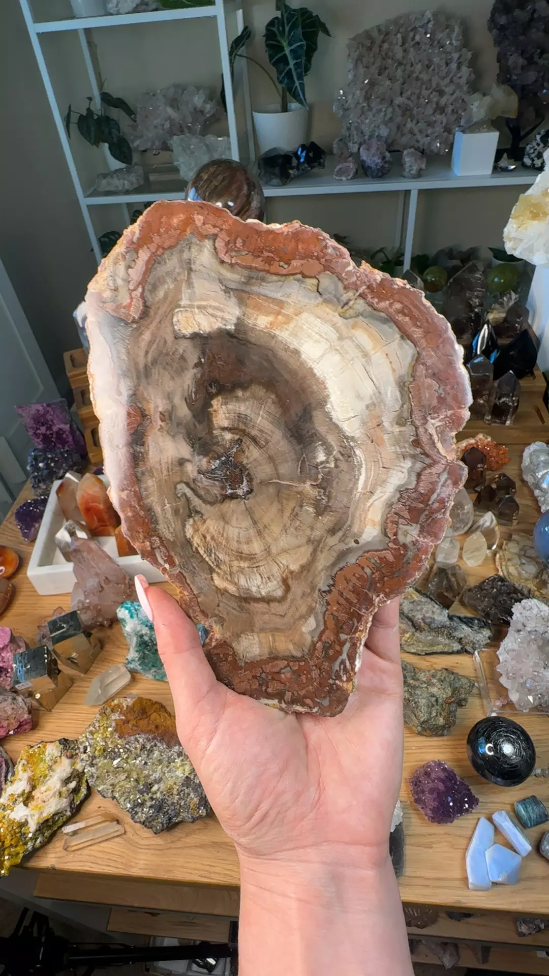plant/Pet wood-0