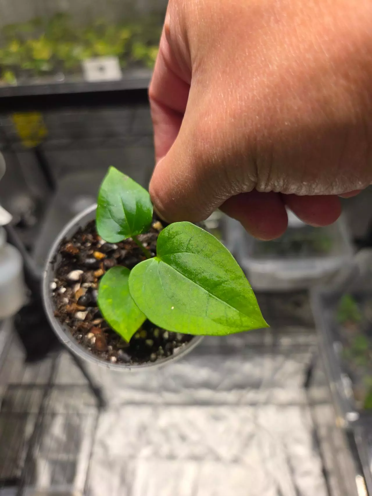 plant/A10 Anthurium (Dark Phoenix × Dark Crystalline) Starter plant-1