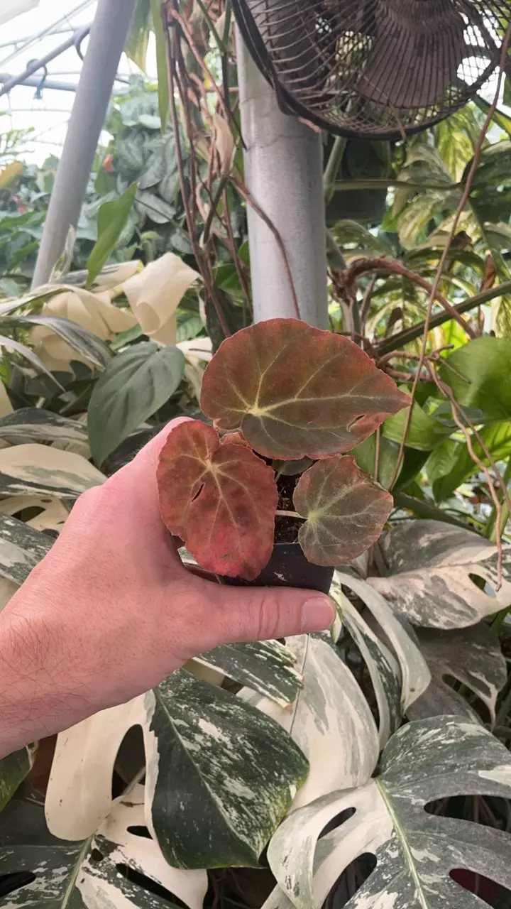 plant/PS-5244 Begonia burkillii (Ryan’s Form)-0