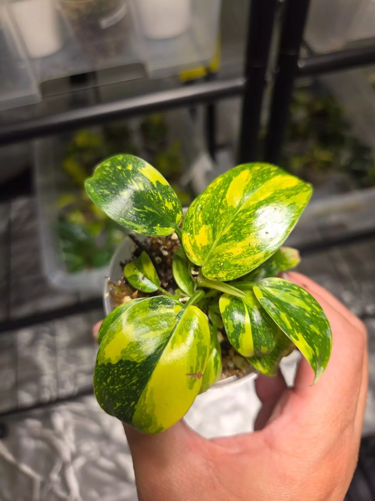 plant/C035 Philodendron Burlemarx Variegated+Philodendron Green Congo Variegated Bundle-5