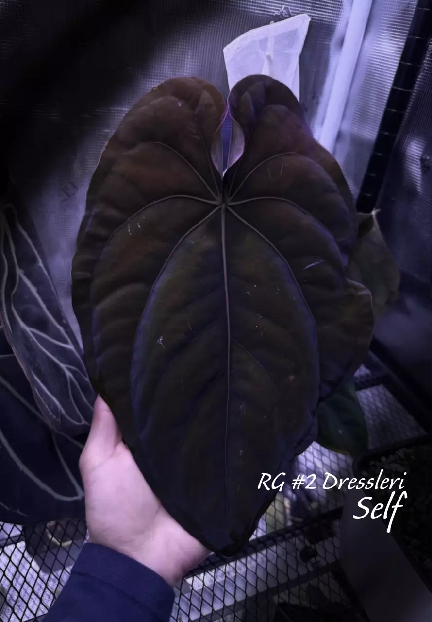 plant/RG #2 dress germ seeds-0