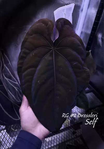 plant/RG #2 dress germ seeds-0-thumbnail