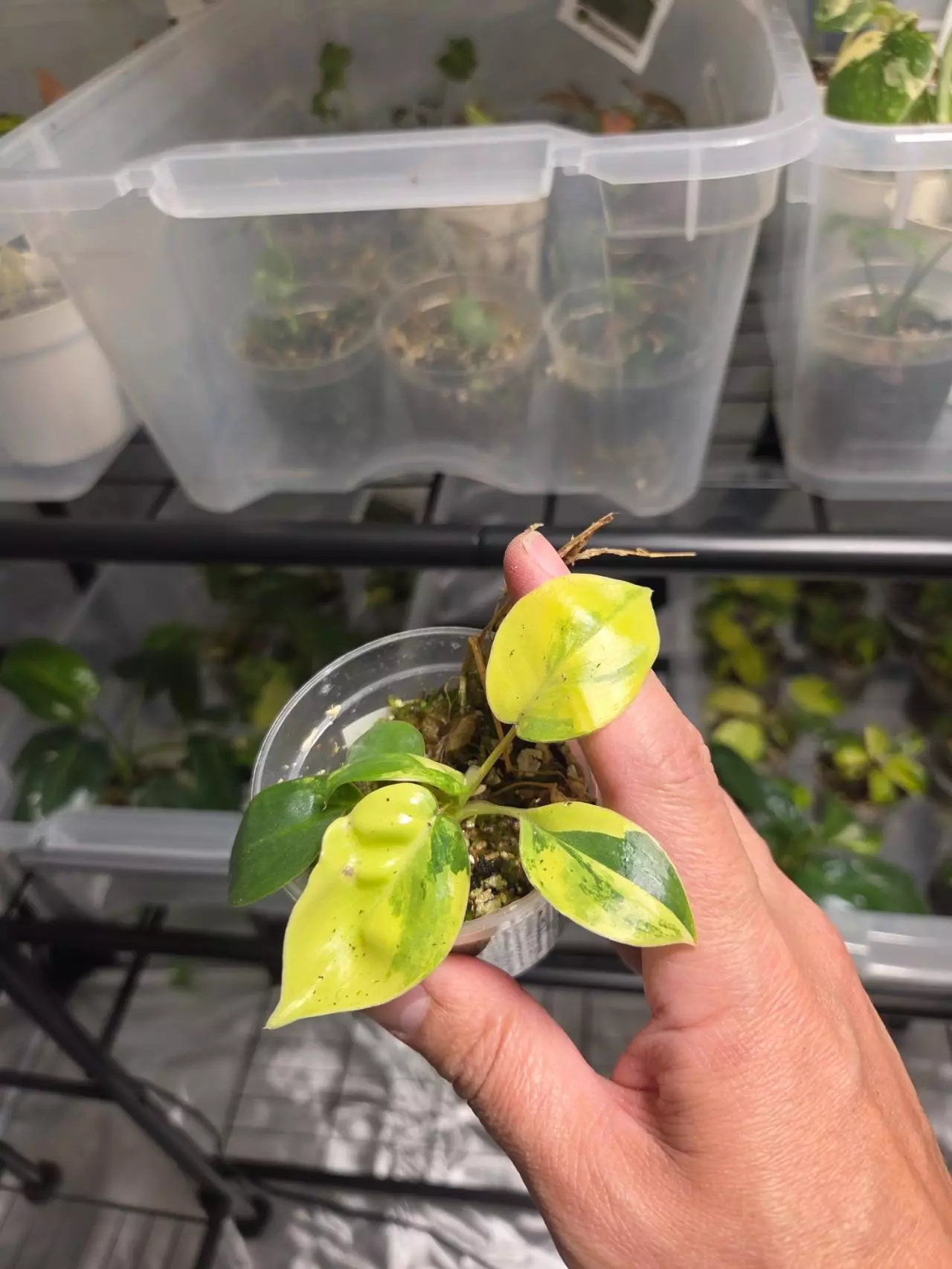 plant/C036 Philodendron Burlemarx Variegated-1
