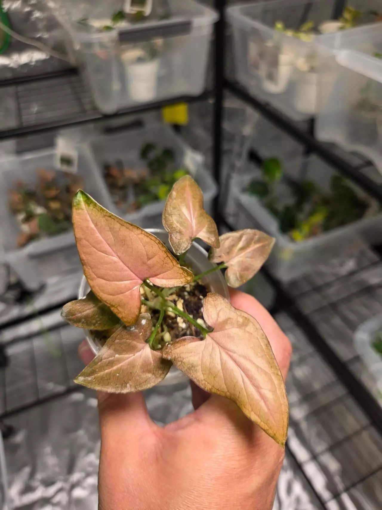 plant/C046 Syngonium Tricolor+Alocasia Longiloba reverted Bundle-1