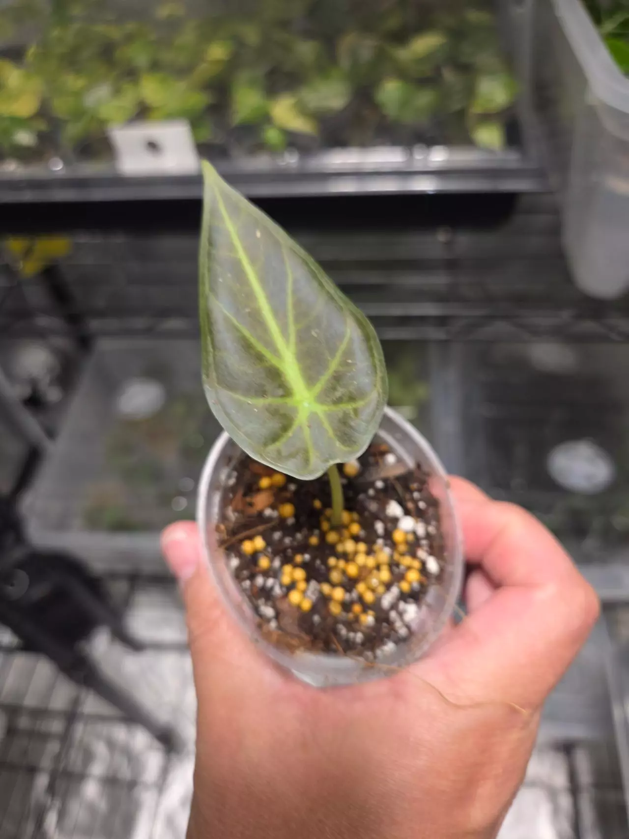 plant/C042 Philodendron Green Congo+Alocasia Regal Shield reverted Bundle-4