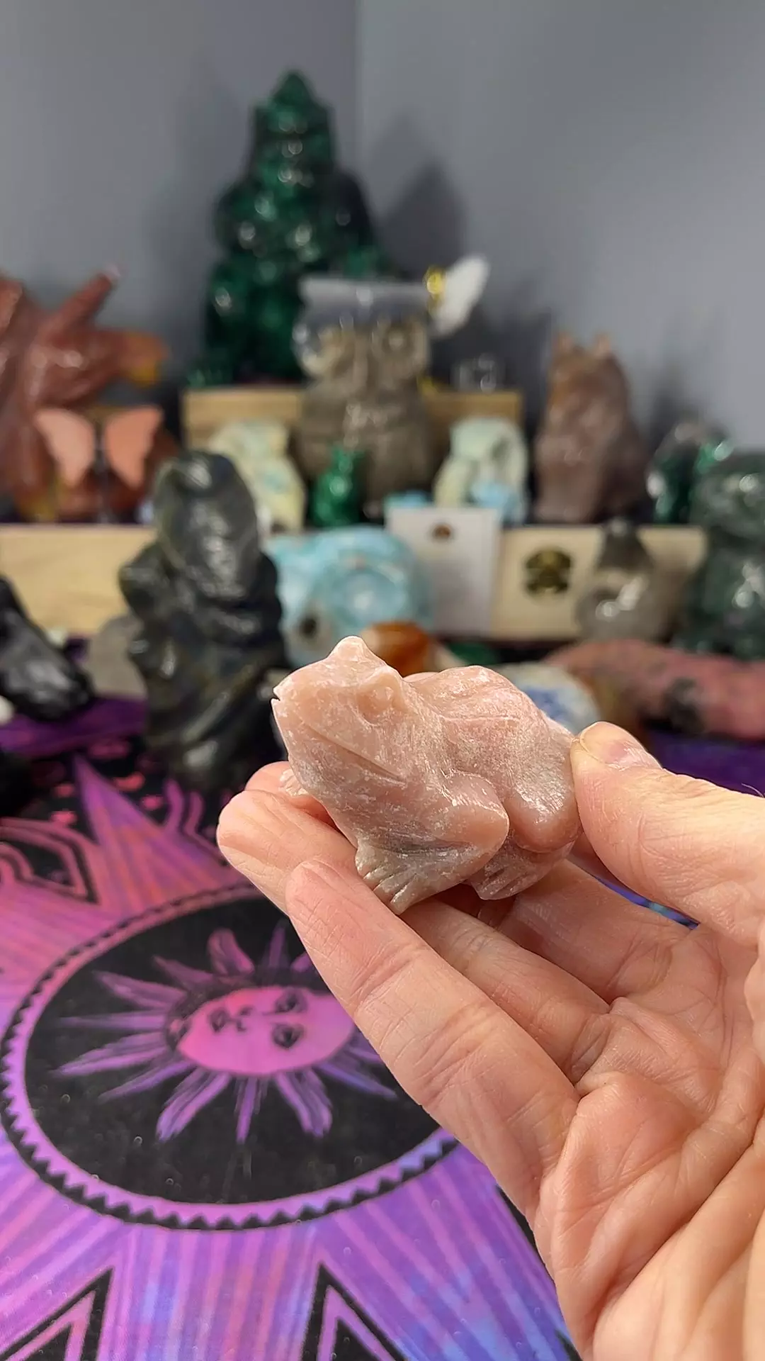 plant/Pink Opal Frog-0