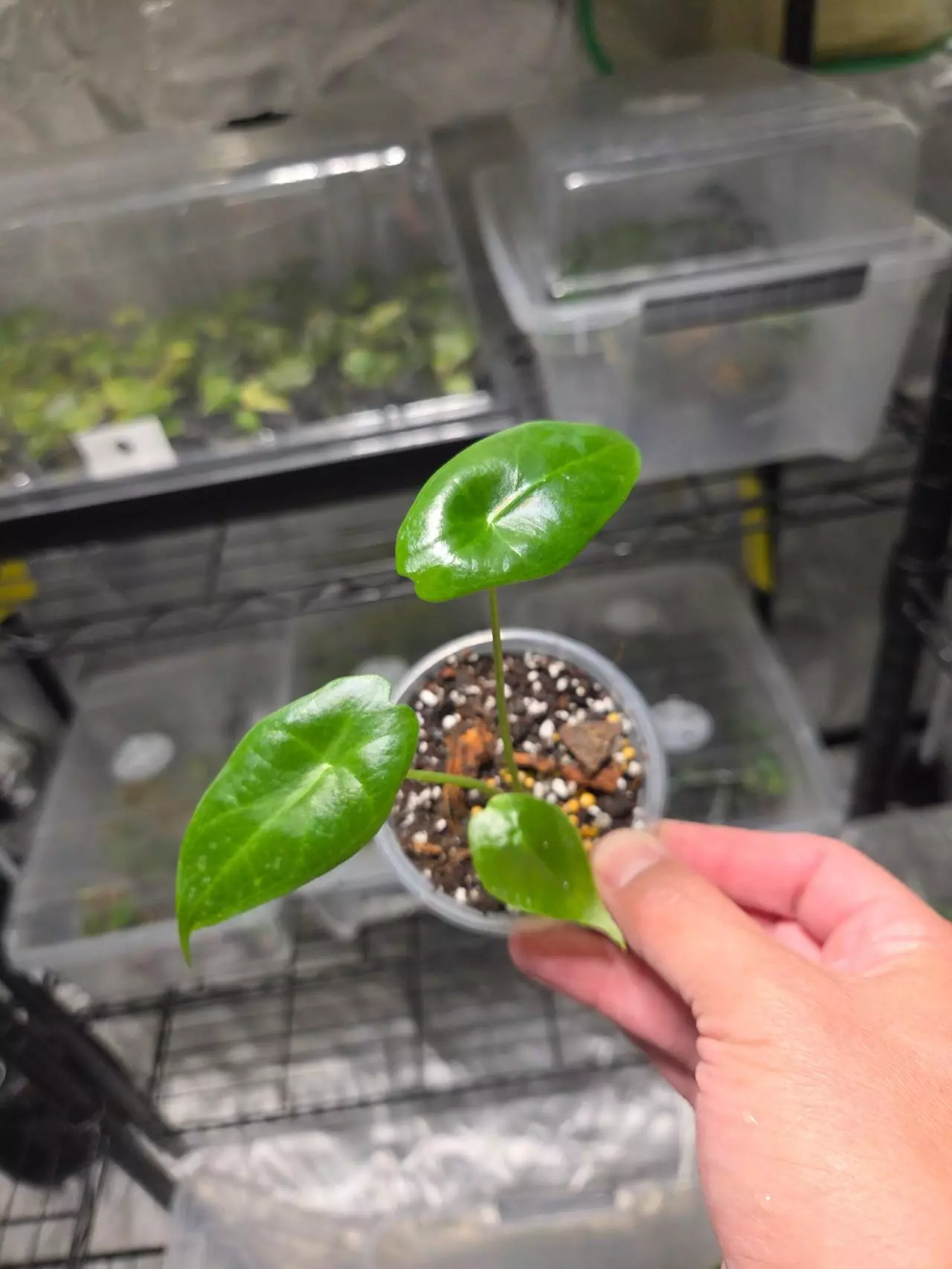 plant/C046 Syngonium Tricolor+Alocasia Longiloba reverted Bundle-4